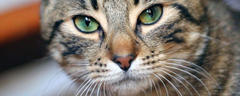 猫从高处摔下来为什么摔不死