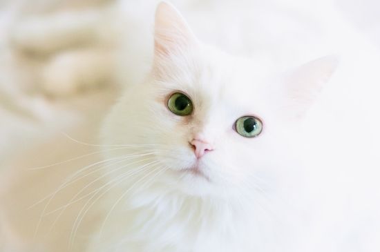 猫吃南瓜好处和坏处