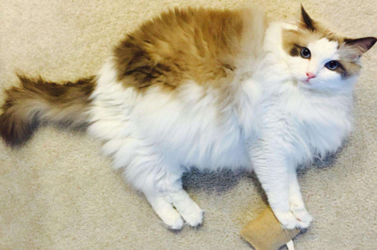新手养猫注意事项，初学者养猫攻略