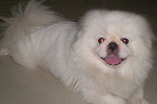 为啥养京巴犬的人少，掉毛厉害还喜欢叫唤扰民