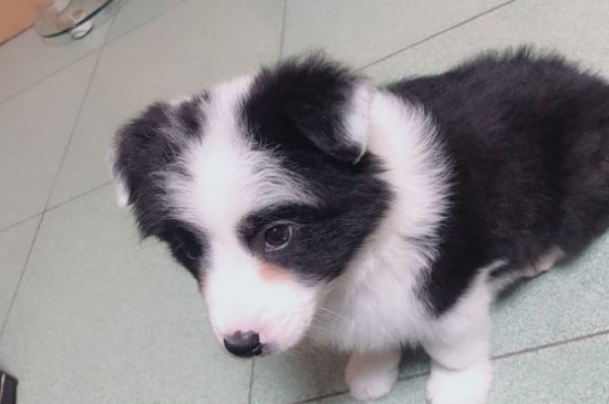 狗狗血尿能吃啥消炎药