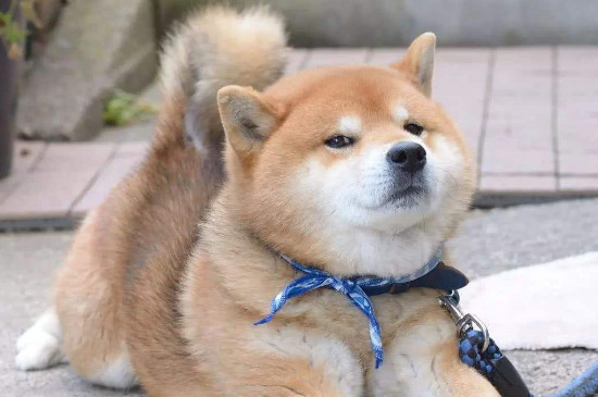 秋田犬和柴犬哪个好，秋田性情更好柴犬很少人养