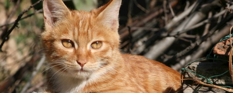 猫能上动车吗