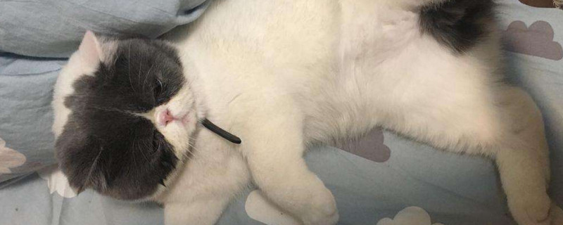为什么公猫比母猫温顺