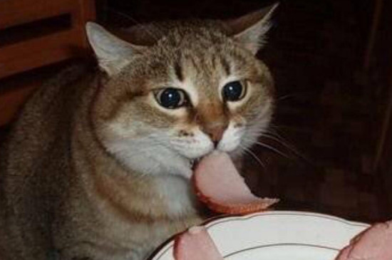 猫会哭吗会流眼泪吗