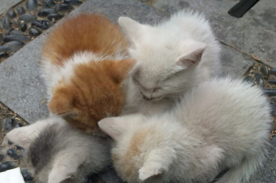 为什么母猫会遗弃小猫