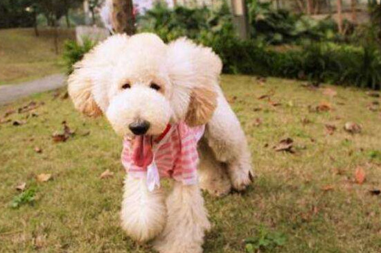 贵宾犬身上有异味怎么办