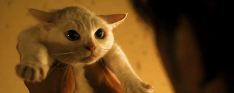 被猫咬了怎么办