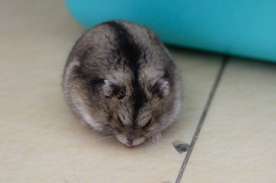仓鼠死了怎么可以救活