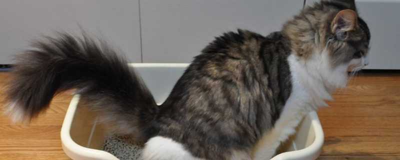 猫没猫砂能憋多久