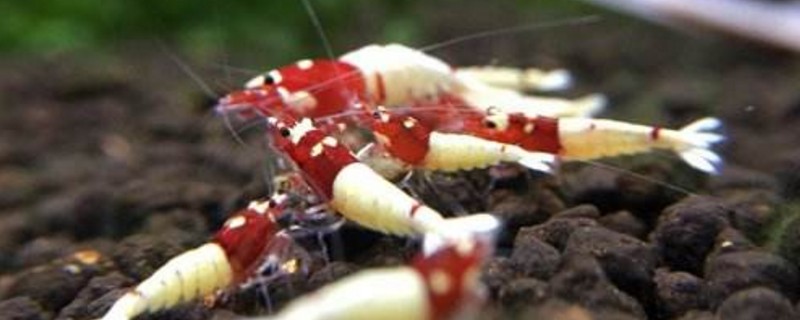 水晶虾用什么纯水