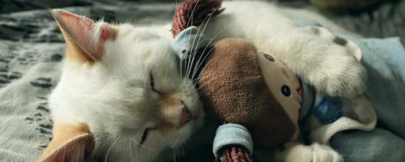猫为什么把玩具叼床上