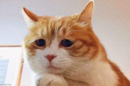 猫翻肠子症状