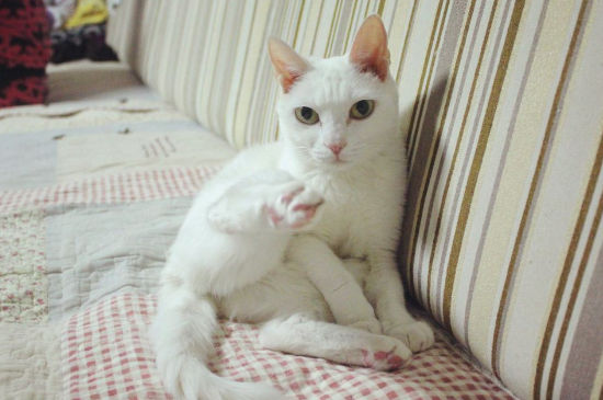 被陌生猫亲近什么预兆