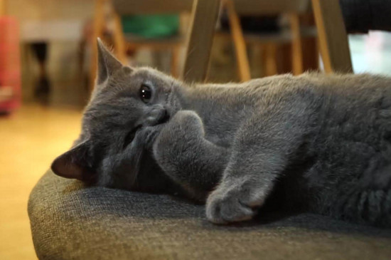 蓝猫可以和人睡吗