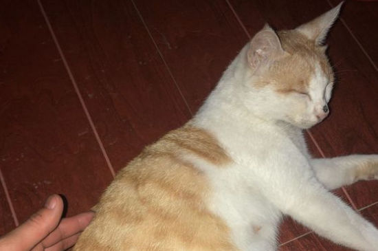 被宠物猫咬了用打针吗