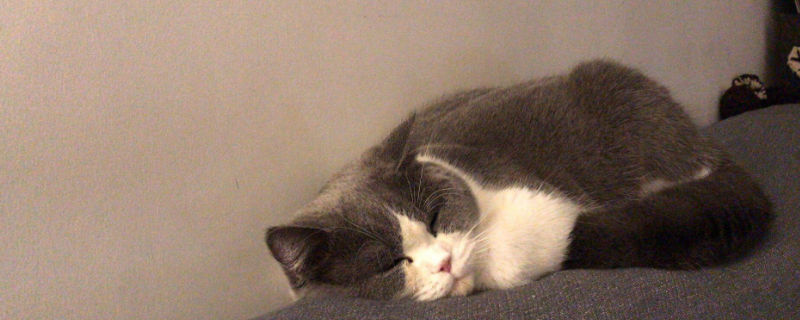 猫眼皮红肿