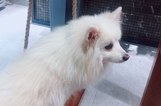为什么没人养银狐犬，银狐犬的缺点有哪些