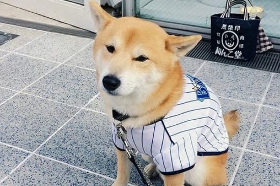 叫狗狗的名字它不理
