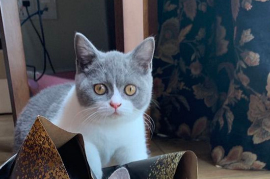 猫咪空嚼的原因