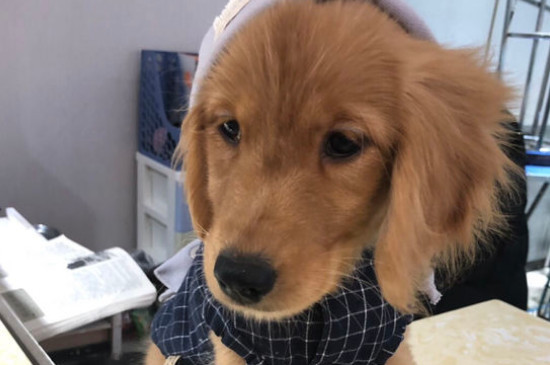 狗子宫蓄脓吃什么药