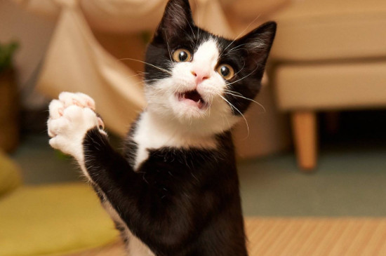 猫可不可以吃石榴