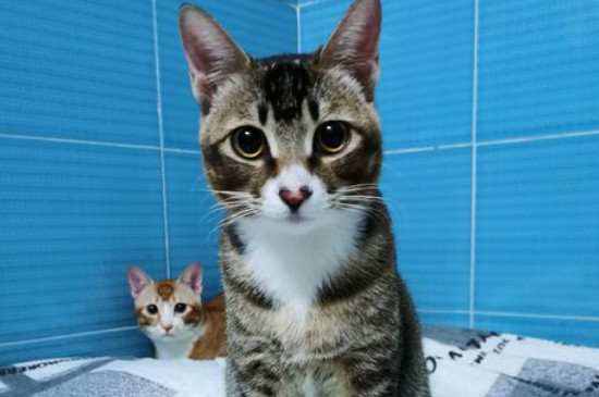 成猫一天喝多少奶，给猫咪喝奶的注意事项