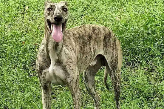 细犬的智商高吗