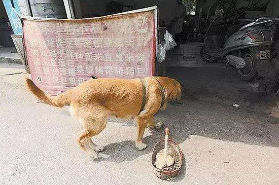 金毛幼犬训练