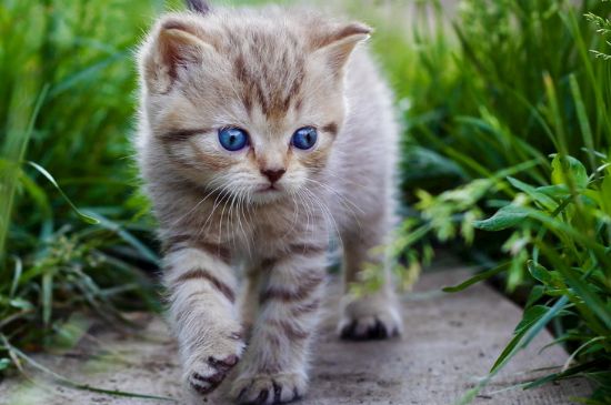猫一整天没大便只拉尿