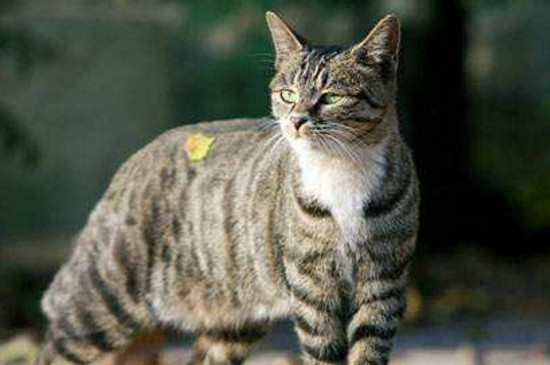 狸花猫吃米饭吗
