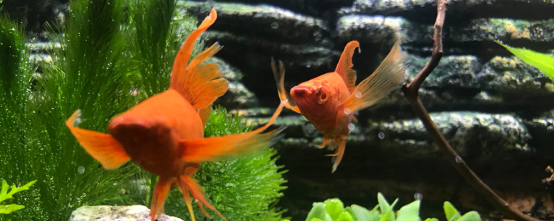 养红箭鱼怎样过水