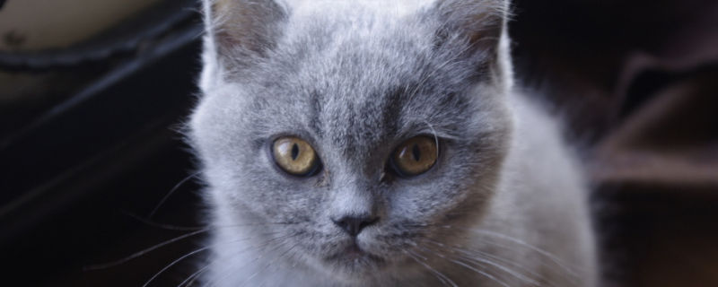 小猫多久能看出来折耳