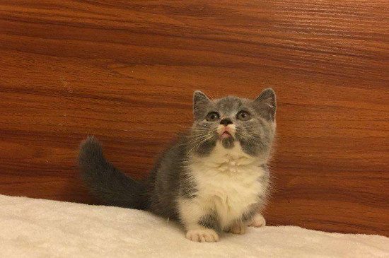 两个月大小猫泪痕重