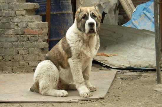 中亚牧羊犬的缺点，所需饲养空间大难打理还有攻击性