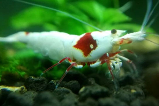 水晶虾能杂交吗
