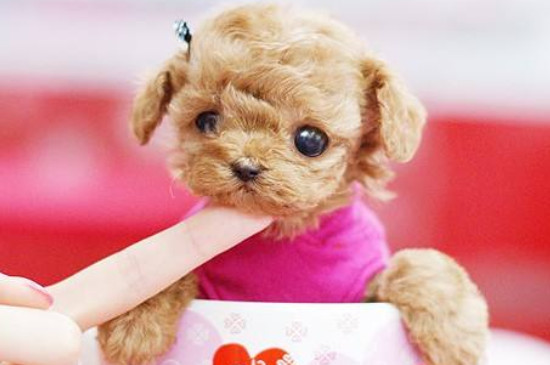 茶杯犬为什么不能养，极易生病寿命很短有严重的生理缺陷