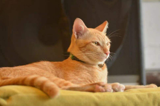 猫尿路感染会自愈吗