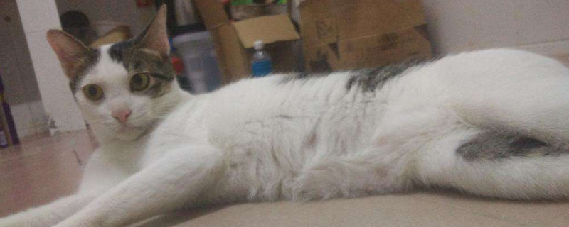 两只未绝育公猫可以一起养吗