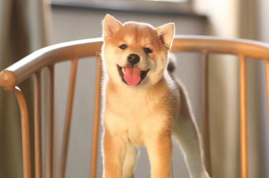 柴犬和哈士奇哪个贵，柴犬更贵但性格上更适合家养