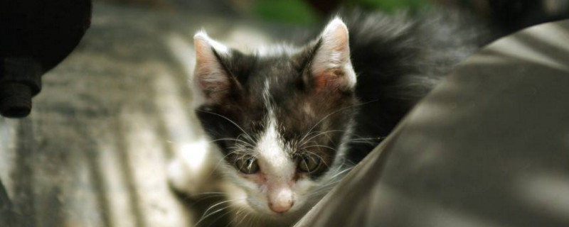 2岁的猫掉胡子