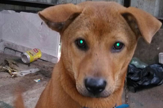 判断狗有没有狂犬病毒