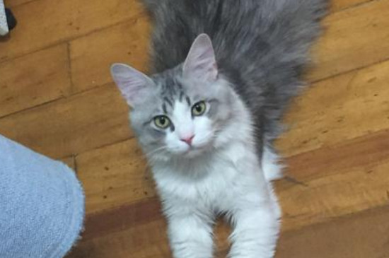 猫到新环境一直呼噜