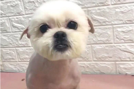 狗狗冬天可以剃毛吗