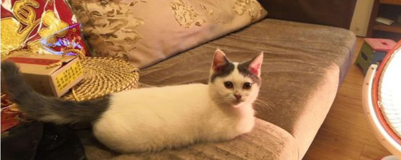 猫藓后期症状