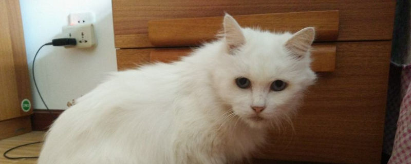 猫咪肚子里有死胎怎么办