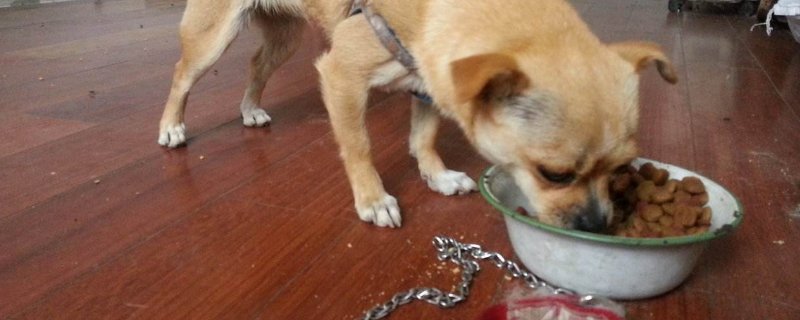 小孩误食狗吃过的东西