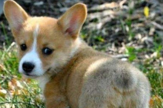 上海柯基犬多少钱一只，幼犬价格在2000～8000元之间