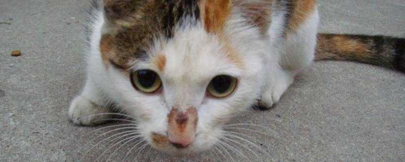 猫重复喵呜是什么意思