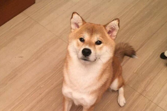 狗可以吃奶油吗